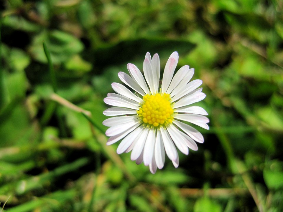 Photograph of a daisy taken in Macro mode