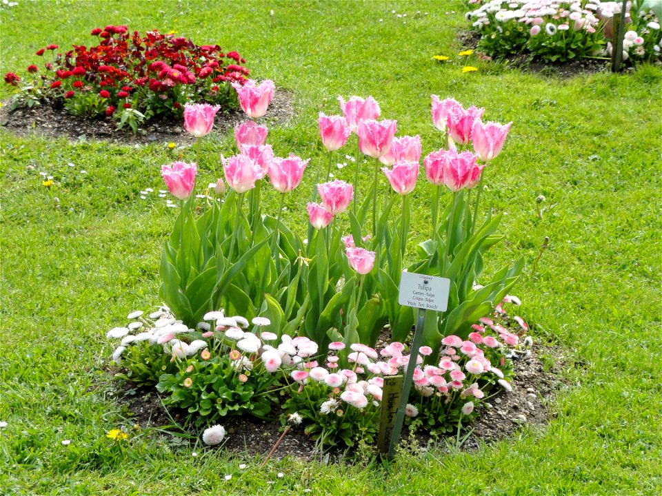 Flowers in the Botanischer Garten München-Nymphenburg, Munich, Germany.