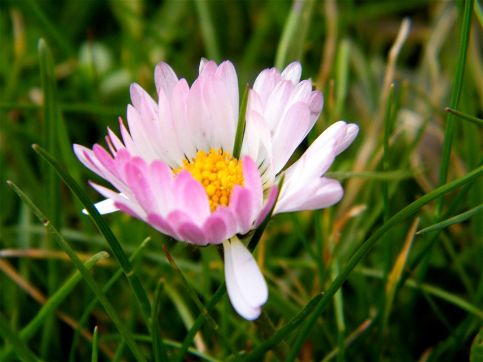 Gänseblümchen, taken in germany.