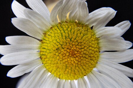 Close up macro wild flowers