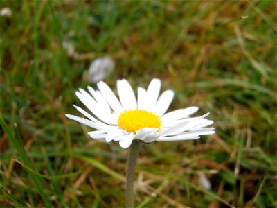 Deutschland - Gänseblümchen im Rasen / April 2014