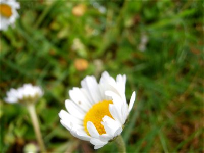 Deutschland - Gänseblümchen im Rasen / April 2014