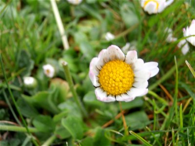 Deutschland - Gänseblümchen im Rasen / April 2014