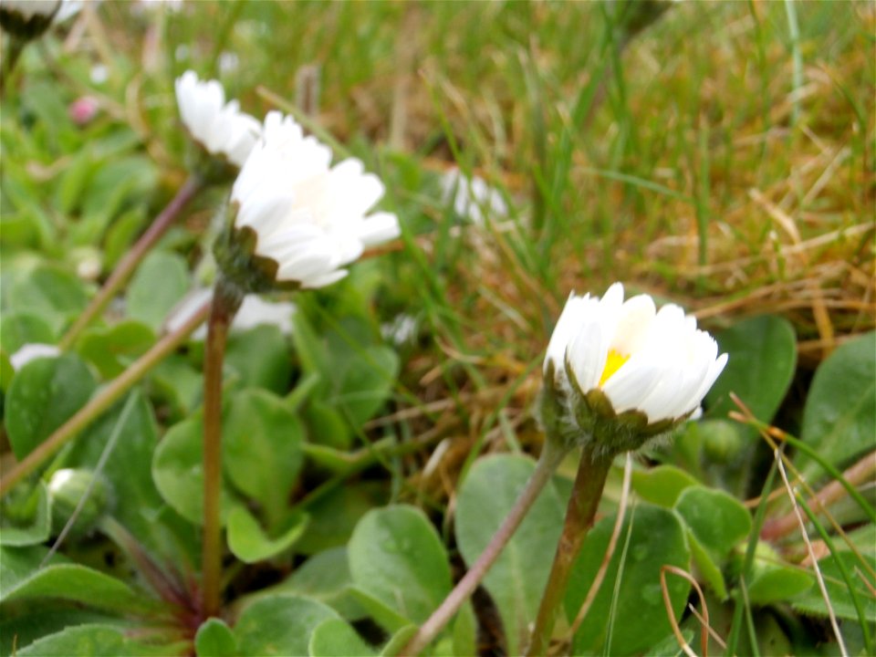 Deutschland - Gänseblümchen im Rasen / April 2014