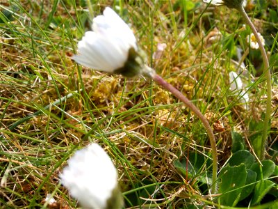 Deutschland - Gänseblümchen im Rasen / April 2014