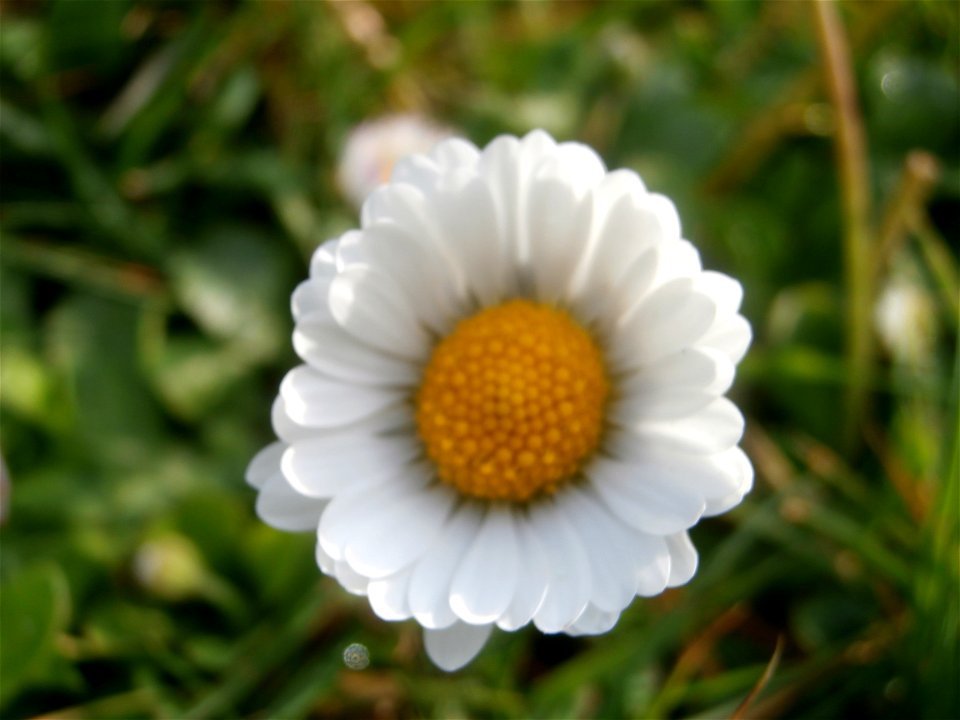 Deutschland - Gänseblümchen im Rasen / April 2014