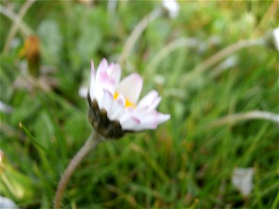 Deutschland - Gänseblümchen im Rasen / April 2014