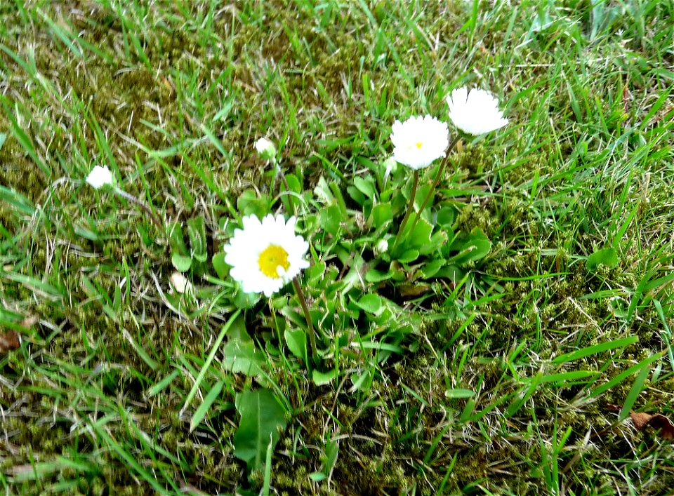 Bellis perennis / Daisy-Flower in North Rhine-Westphalia / Germany / Juni 2010