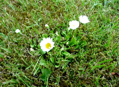 Bellis perennis / Daisy-Flower in North Rhine-Westphalia / Germany / Juni 2010
