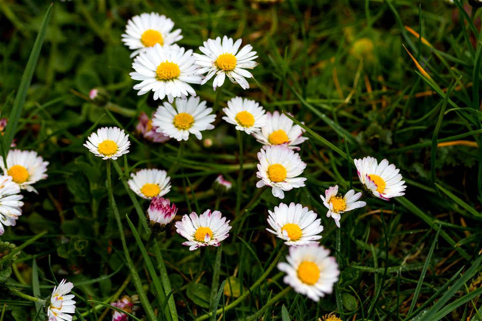 Gänseblümchen
Français :  Pâquerettes