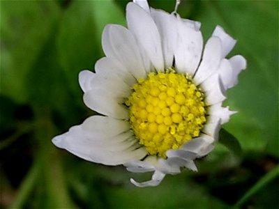 A small daisy found in nature. photo