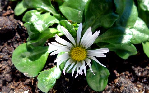 Bellis perennis photo