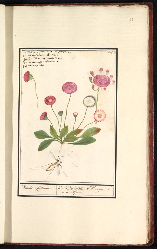 IdentificatieTitel(s): Madelief (Bellis perennis)Madelieven, Cassauwen. / Bellis, duplex Alba, et prolifera. / Marguerites. (titel op object)Objecttype: tekening Objectnummer: RP-T-BR-2017-1-11-25Omsc