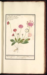 IdentificatieTitel(s): Madelief (Bellis perennis)Madelieven, Cassauwen. / Bellis, duplex Alba, et prolifera. / Marguerites. (titel op object)Objecttype: tekening Objectnummer: RP-T-BR-2017-1-11-25Omsc