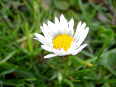 daisy flower (Germany Spring 2014)