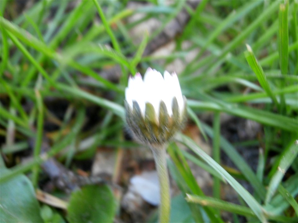 daisy flower (Germany Spring 2014)