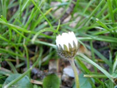 daisy flower (Germany Spring 2014)