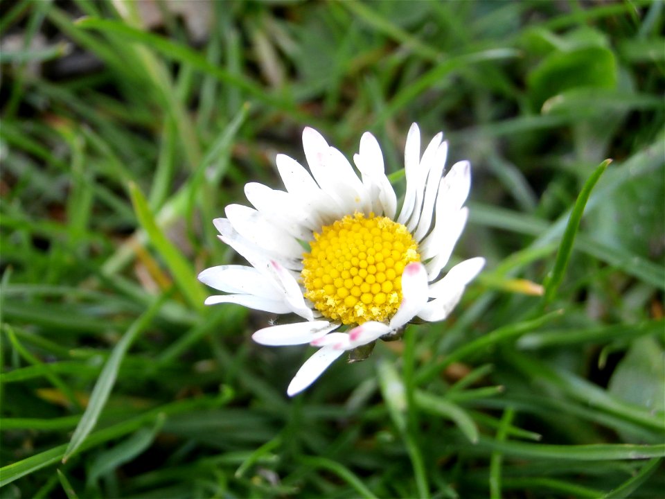 daisy flower (Germany Spring 2014)