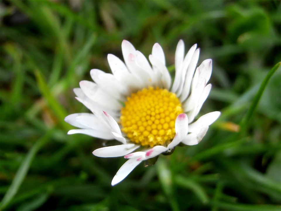 daisy flower (Germany Spring 2014)