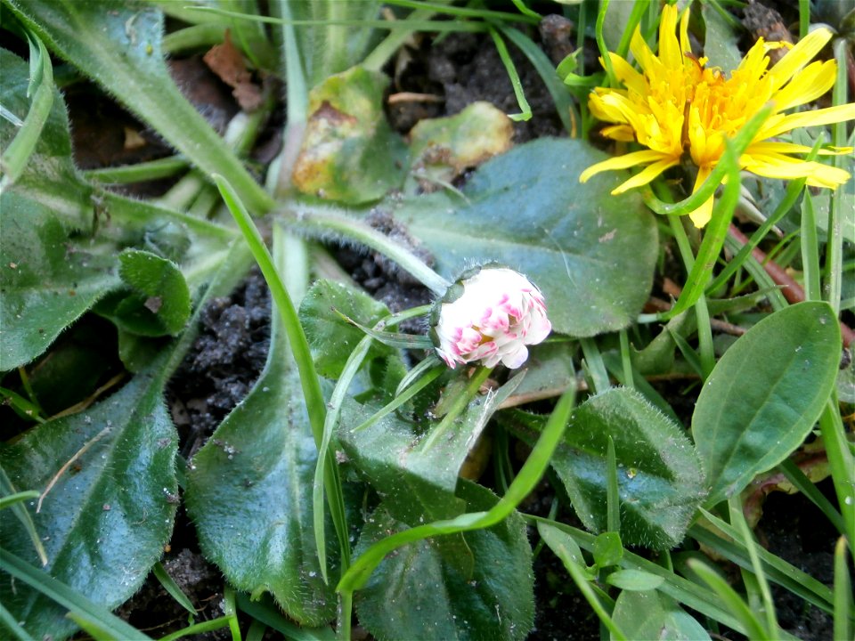 daisy flower and Dandelion (Germany Spring 2014)