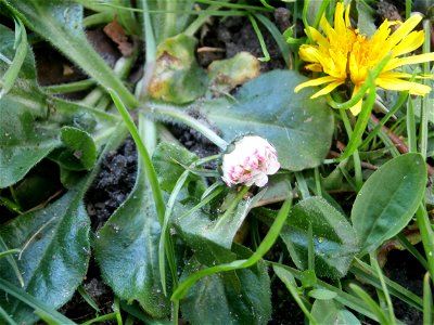 daisy flower and Dandelion (Germany Spring 2014)
