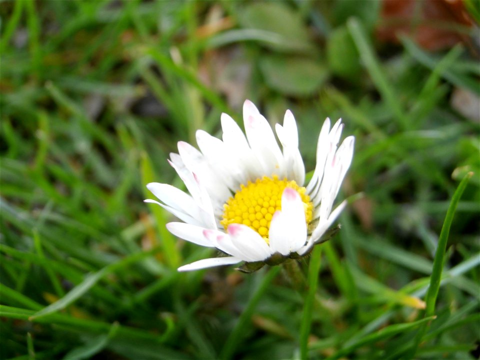 daisy flower (Germany Spring 2014)