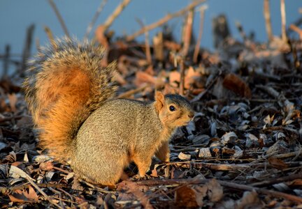 Nature rodent furry