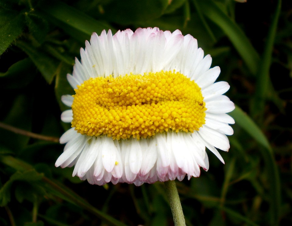 Mutant (fasciated) daisy in Dutch nature area 'de Groesplaat', North Brabant