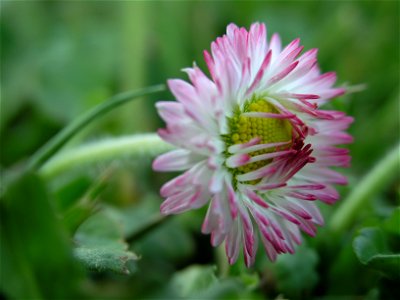 Small Flower. Portland, Oregon.