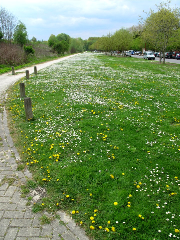Thousands of daisies on the lawns of the leisure centre of Torcy (Seine-et-Marne, France).