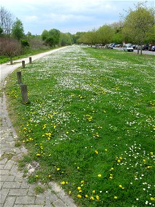 Thousands of daisies on the lawns of the leisure centre of Torcy (Seine-et-Marne, France).