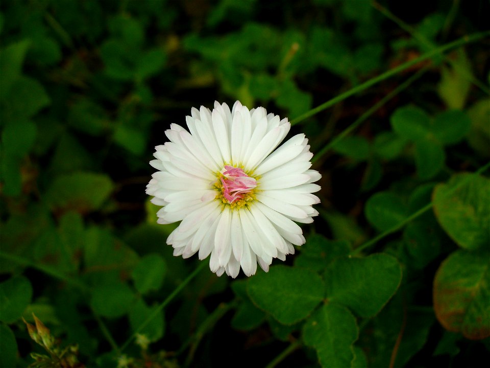 I am the originator of this photo. I hold the copyright. I release it to the public domain. This photo depicts a flower.