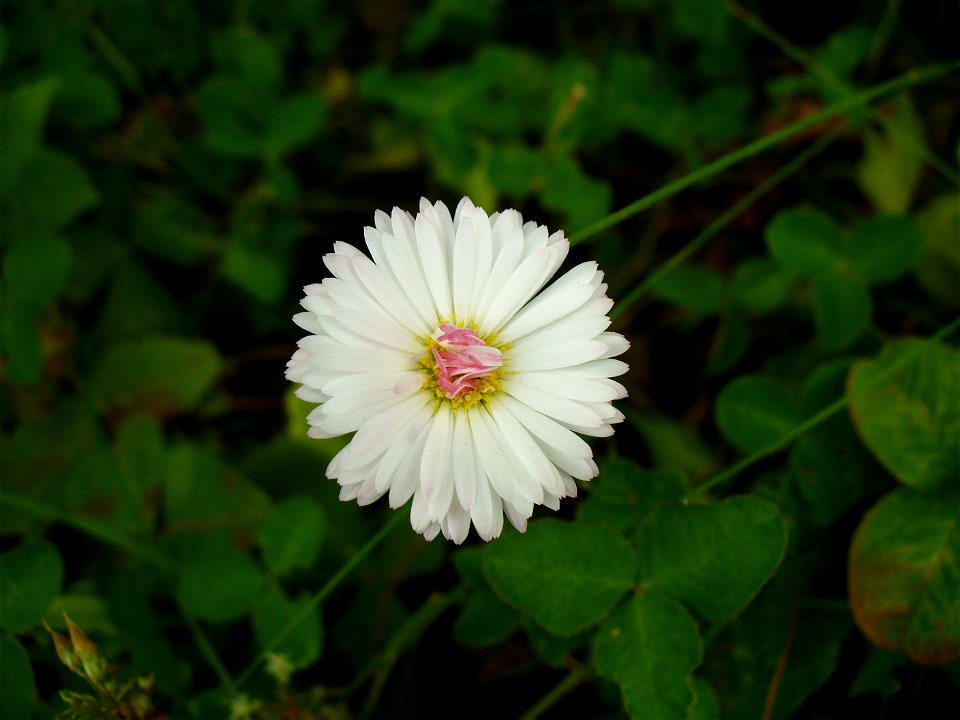 I am the originator of this photo. I hold the copyright. I release it to the public domain. This photo depicts a flower. photo