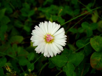 I am the originator of this photo. I hold the copyright. I release it to the public domain. This photo depicts a flower.