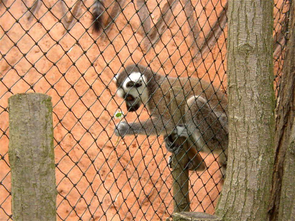 Young Ring-tailed Lemur (Lemur catta) in age of 10 weeks examining and tasting a flower of Common Daisy (Bellis perennis) given by an accidental girl visitor; Zoopark in Zájezd, Kladno District, Czech