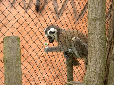 Young Ring-tailed Lemur (Lemur catta) in age of 10 weeks examining and tasting a flower of Common Daisy (Bellis perennis) given by an accidental girl visitor; Zoopark in Zájezd, Kladno District, Czech photo