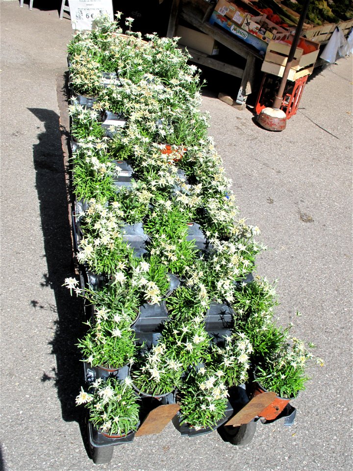 Edelweiss for sale at the market of Samoëns (Haute-Savoie, France).