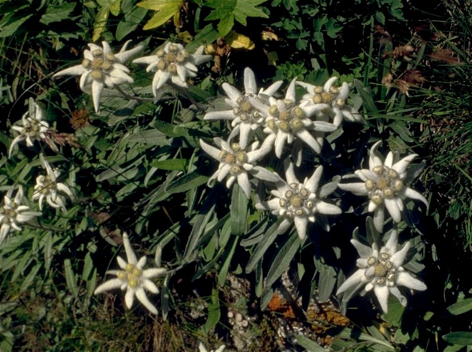 Edelweiss an der Höfats