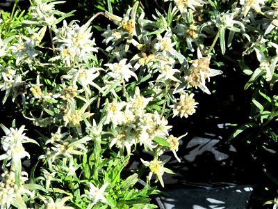 Edelweiss for sale at the market of Samoëns (Haute-Savoie, France).