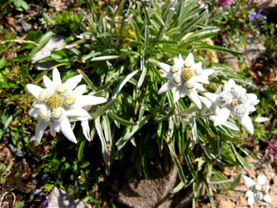 Leontopodium alpinum