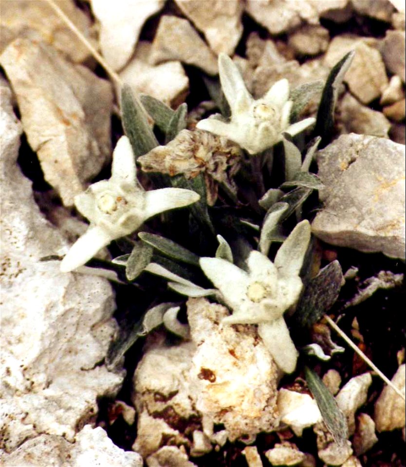 Leontopodium alpinum