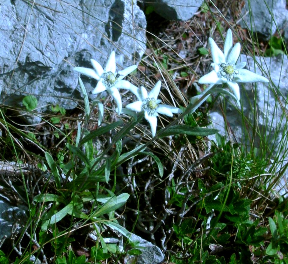 Edelweiss (slo.:Planika), Alpine flower

photo:Ziga 11:49, 16 April 2007 (UTC)