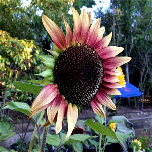 'ProCut Plum' sunflower on July 30, 2017 in Santa Rosa, Ca. photo
