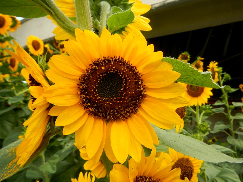 Sunflowers in Bulacan in Barangay Pagala, 14°58'14"N   120°53'26"E Baliuag, Bulacan, Bulacan province Office of the MENRO (accessed from and along Pan-Philippine Highway, also known as the Maharlika "