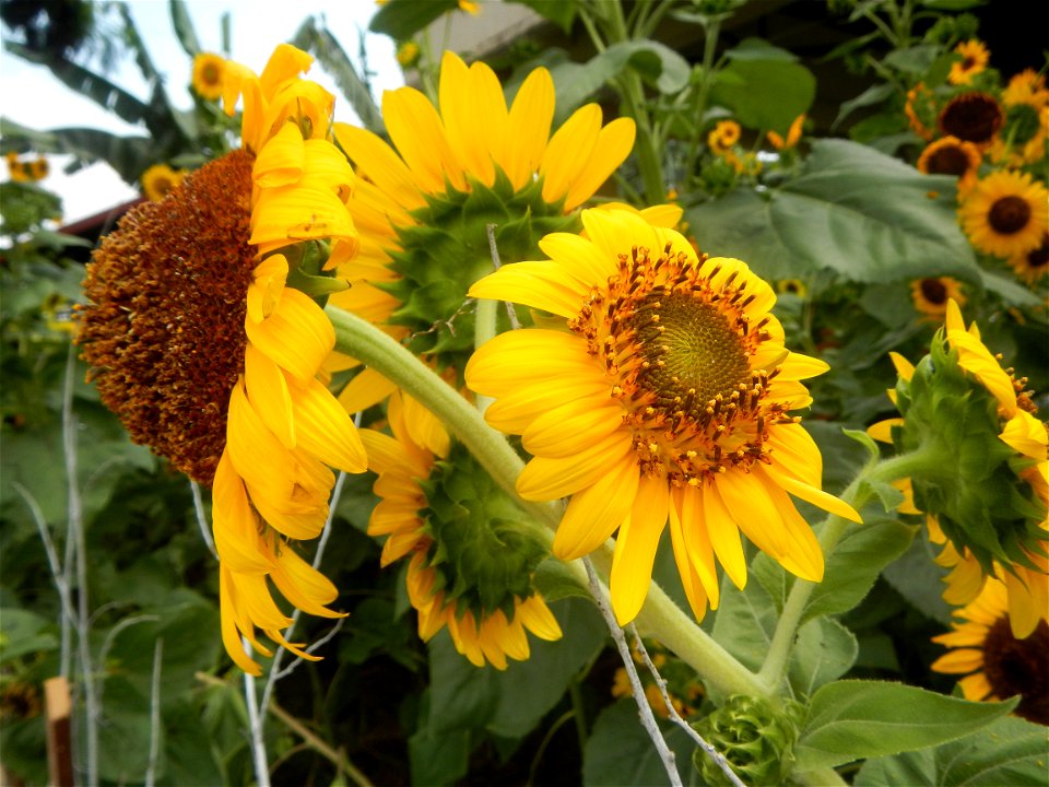 Sunflowers in Bulacan in Barangay Pagala, 14°58'14"N   120°53'26"E Baliuag, Bulacan, Bulacan province Office of the MENRO (accessed from and along Pan-Philippine Highway, also known as the Maharlika "