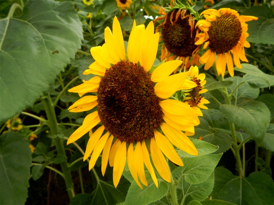 Sunflowers in Bulacan in Barangay Pagala, 14°58'14"N   120°53'26"E Baliuag, Bulacan, Bulacan province Office of the MENRO (accessed from and along Pan-Philippine Highway, also known as the Maharlika "