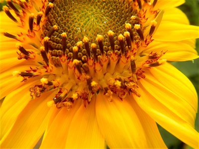 Sunflowers in Bulacan in Barangay Pagala, 14°58'14"N   120°53'26"E Baliuag, Bulacan, Bulacan province Office of the MENRO (accessed from and along Pan-Philippine Highway, also known as the Maharlika "