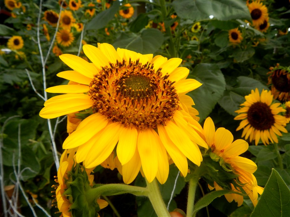 Sunflowers in Bulacan in Barangay Pagala, 14°58'14"N   120°53'26"E Baliuag, Bulacan, Bulacan province Office of the MENRO (accessed from and along Pan-Philippine Highway, also known as the Maharlika "