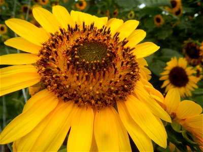 Sunflowers in Bulacan in Barangay Pagala, 14°58'14"N   120°53'26"E Baliuag, Bulacan, Bulacan province Office of the MENRO (accessed from and along Pan-Philippine Highway, also known as the Maharlika "