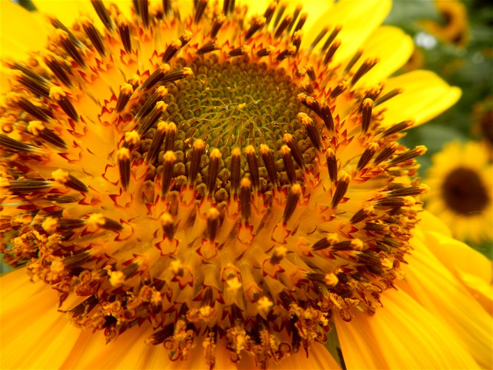 Sunflowers in Bulacan in Barangay Pagala, 14°58'14"N   120°53'26"E Baliuag, Bulacan, Bulacan province Office of the MENRO (accessed from and along Pan-Philippine Highway, also known as the Maharlika "